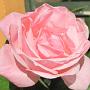 Rosa do jardim do Casarão